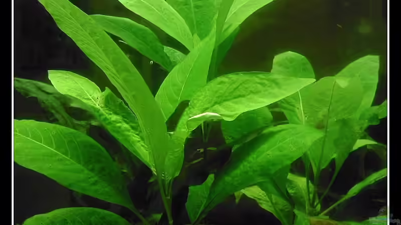 Pflanzen im Aquarium tropisches Gesellschaftsbecken von mariajudyta (21)