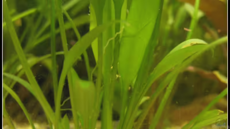 Pflanzen im Aquarium tropisches Gesellschaftsbecken von mariajudyta (23)