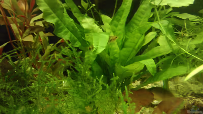 Pflanzen im Aquarium tropisches Gesellschaftsbecken von mariajudyta (25)