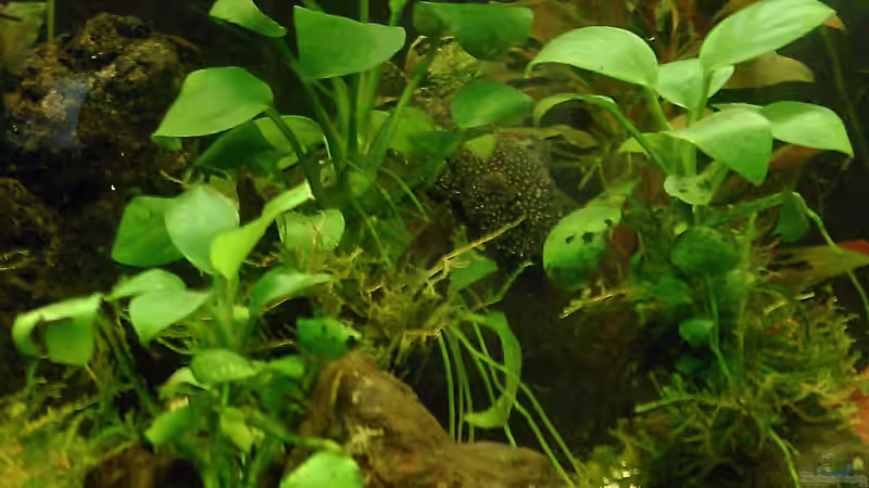 Pflanzen im Aquarium tropisches Gesellschaftsbecken von mariajudyta (26)