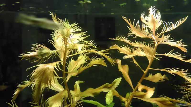 Pflanzen im Aquarium tropisches Gesellschaftsbecken von mariajudyta (9)