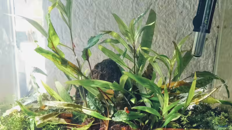 Pflanzen im Aquarium Tümpel von Mike Steidl (5)