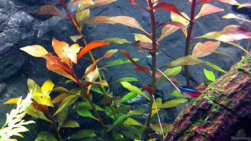 Pflanzen im Aquarium Tümpel von Sebastian Philipp (12)