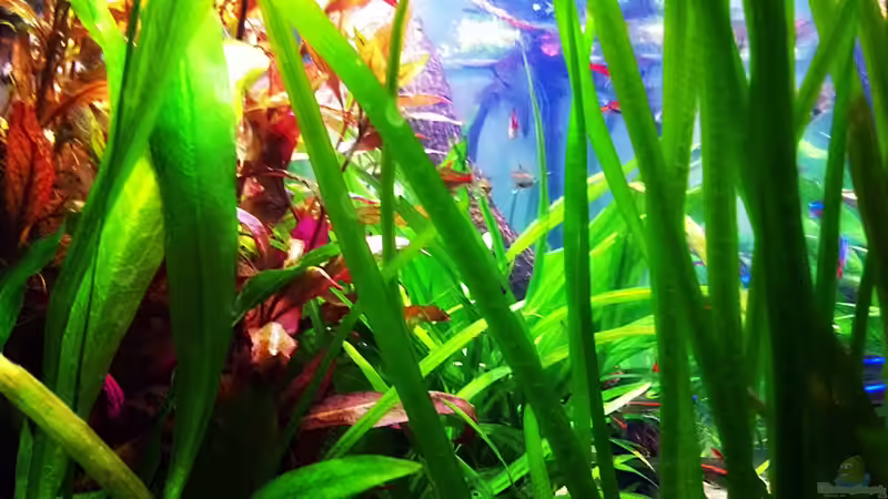 Pflanzen im Aquarium Tümpel von Sebastian Philipp (13)