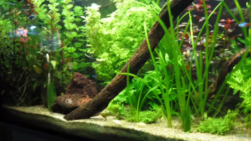 Pflanzen im Aquarium Tümpel von Sebastian Philipp (7)