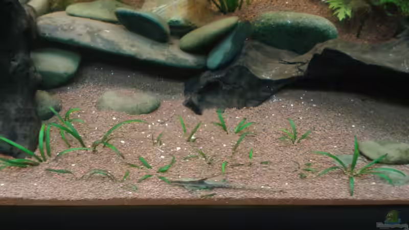 Pflanzen im Aquarium Tüpfelbuntbarsch ( nur noch als beispiel) von Kai Heermann (13)