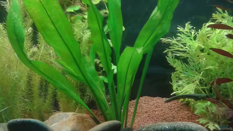 Pflanzen im Aquarium Tüpfelbuntbarsch ( nur noch als beispiel) von Kai Heermann (4)