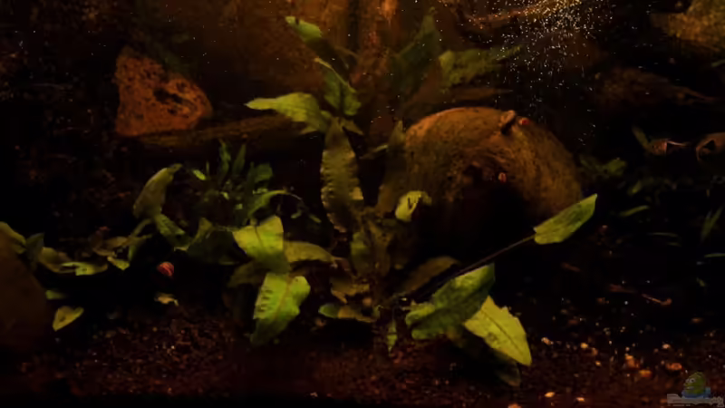 Pflanzen im Aquarium Two forests von lomarraco (56)