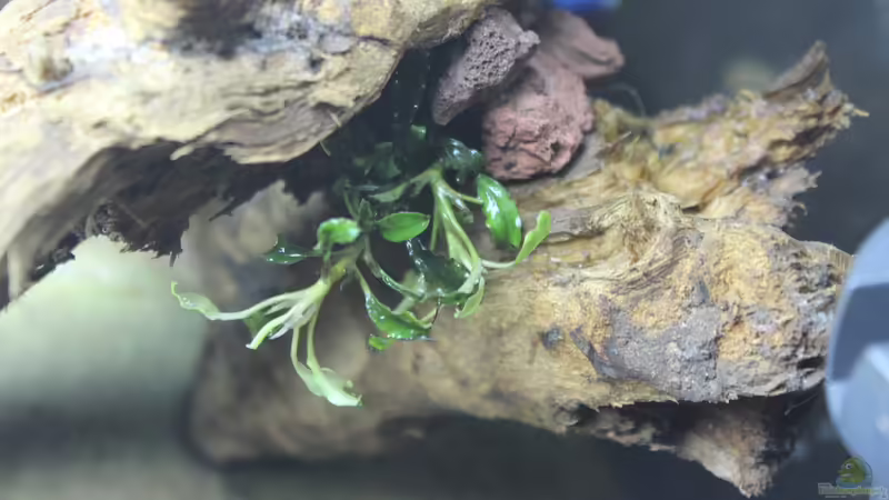 Pflanzen im Aquarium Two forests von lomarraco (57)