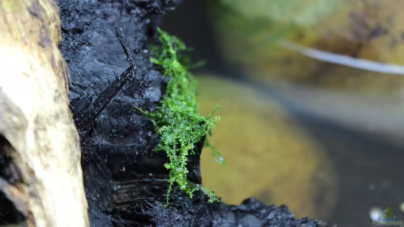 Pflanzen im Aquarium Two forests von lomarraco (58)