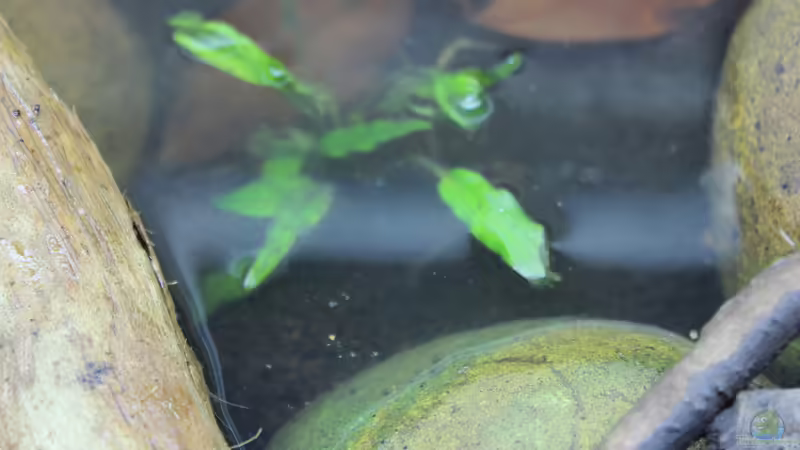 Pflanzen im Aquarium Two forests von lomarraco (59)