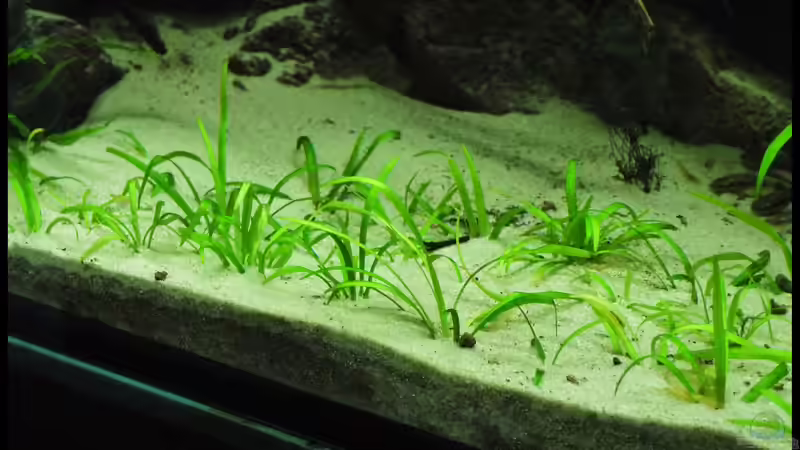 Pflanzen im Aquarium Two Worlds Nur noch als Beispiel von DerImperator (20)