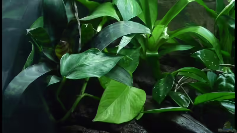 Pflanzen im Aquarium Two Worlds Nur noch als Beispiel von DerImperator (24)