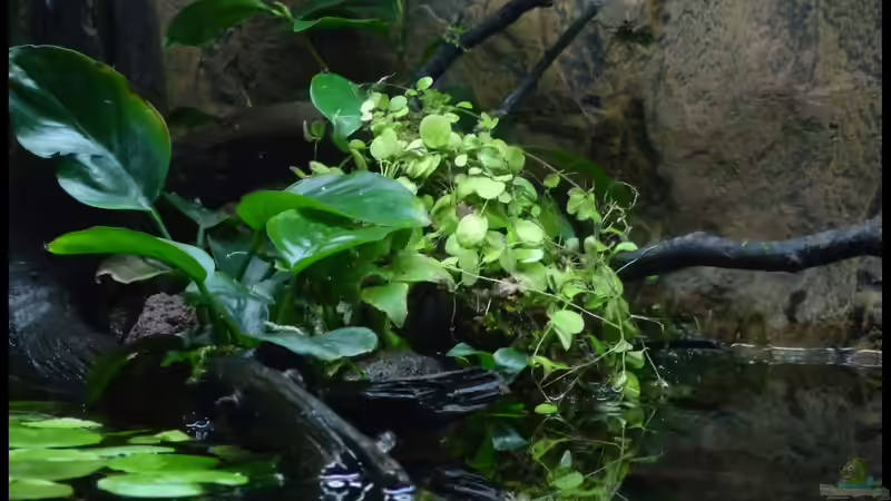 Pflanzen im Aquarium Two Worlds Nur noch als Beispiel von DerImperator (25)