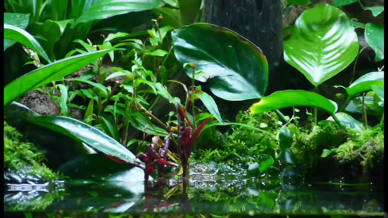 Pflanzen im Aquarium Two Worlds Nur noch als Beispiel von DerImperator (26)