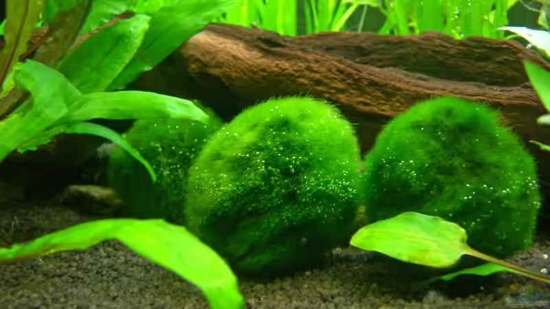 Pflanzen im Aquarium Underworld Australia von -Der Österreicher- (10)