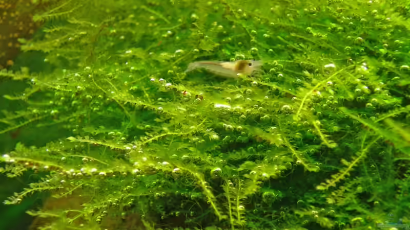 Pflanzen im Aquarium Underworld Australia von -Der Österreicher- (11)