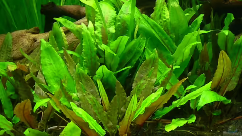 Pflanzen im Aquarium Underworld Australia von -Der Österreicher- (13)