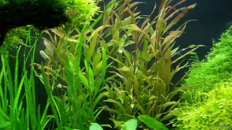 Pflanzen im Aquarium Underworld Australia von -Der Österreicher- (14)