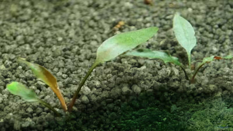 Pflanzen im Aquarium Underworld Australia von -Der Österreicher- (16)