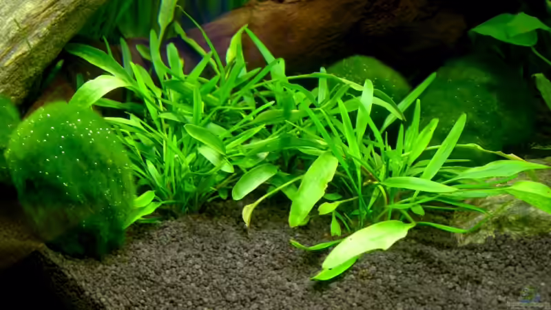 Pflanzen im Aquarium Underworld Australia von -Der Österreicher- (8)