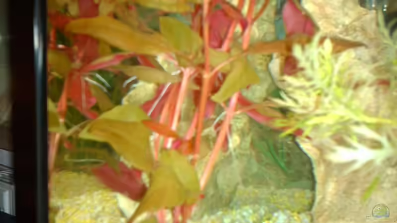 Pflanzen im Aquarium Unser kleines Becken von Elbfan (5)