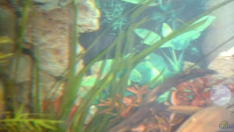 Pflanzen im Aquarium Unser kleines Becken von Elbfan (9)