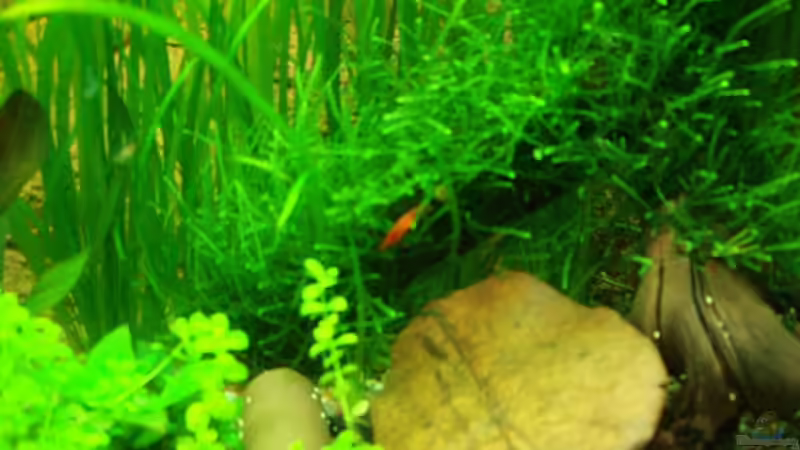 Pflanzen im Aquarium Unser Küchenfernseher von Snoeddenmops (3)