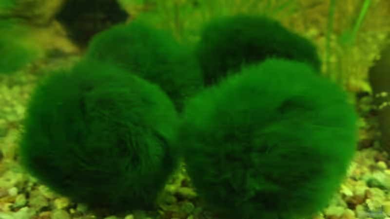 Pflanzen im Aquarium Unser Küchenfernseher von Snoeddenmops (4)