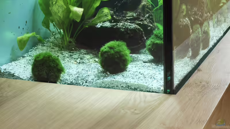 Pflanzen im Aquarium Unser Wohnzimmerschatz von Christian Büning (7)