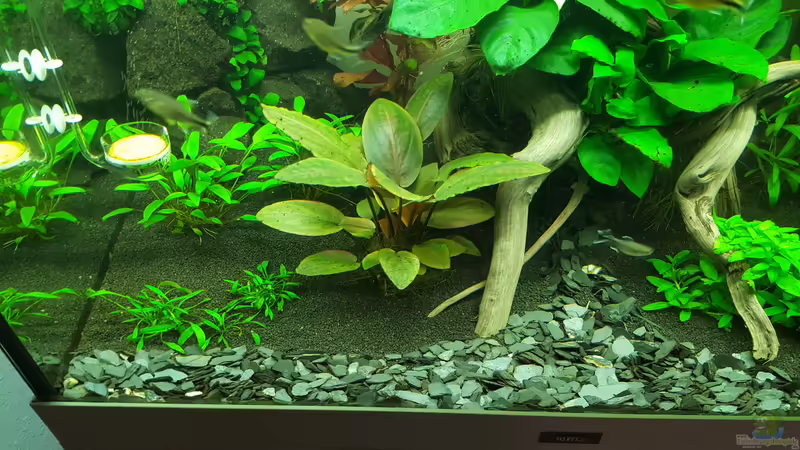 Pflanzen im Aquarium Unterwasserwelt von Oliver Peters (3)