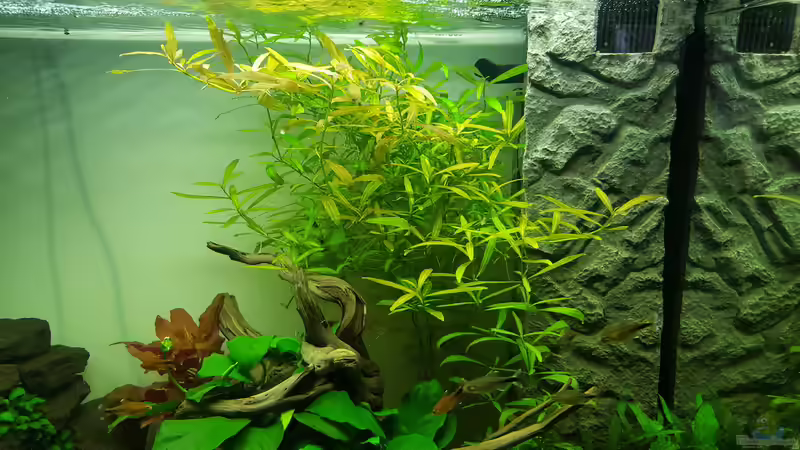 Pflanzen im Aquarium Unterwasserwelt von Oliver Peters (5)