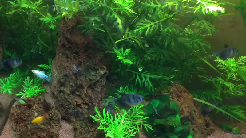 Pflanzen im Aquarium Unterwasserwelt von Stephane (7)