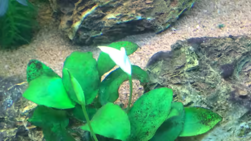 Pflanzen im Aquarium Unterwasserwelt von Stephane (8)