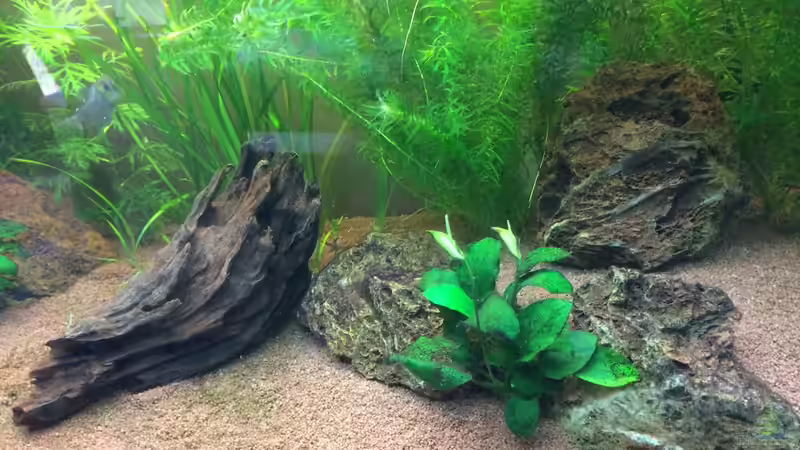 Pflanzen im Aquarium Unterwasserwelt von Stephane (9)