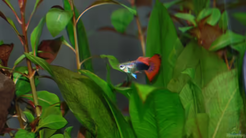 Pflanzen im Aquarium uschn 2 von uschn (2)