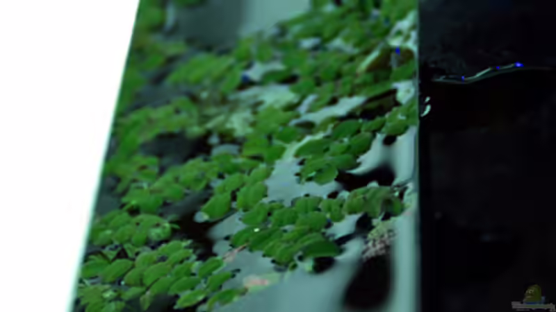 Pflanzen im Aquarium Usedom Becken von Marcel-Usedom (4)