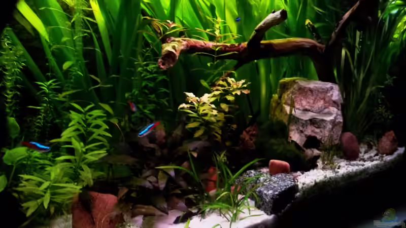 Pflanzen im Aquarium Usedom Becken(altes Beispiel) von Marcel-Usedom (10)