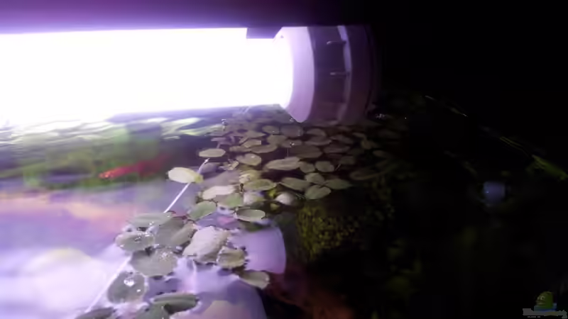 Pflanzen im Aquarium Usedom Becken(altes Beispiel) von Marcel-Usedom (6)