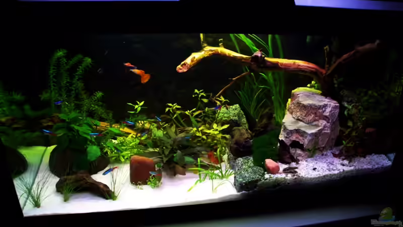 Pflanzen im Aquarium Usedom Becken(altes Beispiel) von Marcel-Usedom (7)