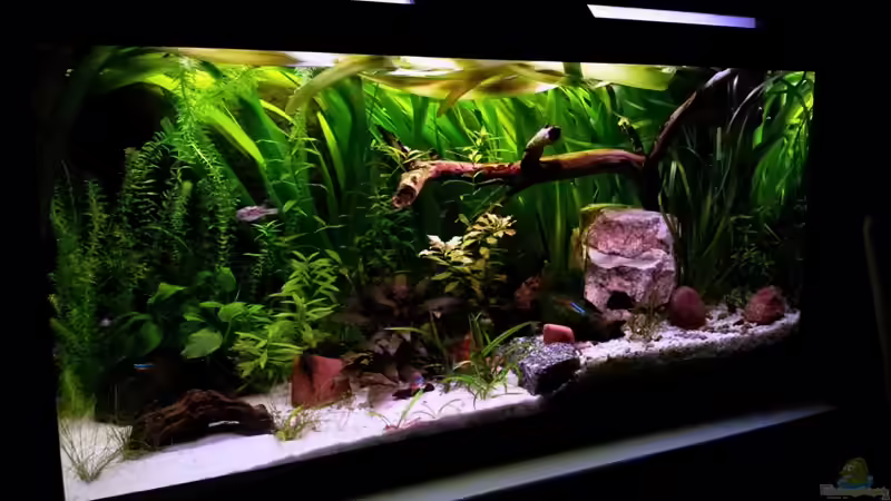 Pflanzen im Aquarium Usedom Becken(altes Beispiel) von Marcel-Usedom (9)