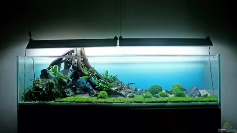 Pflanzen im Aquarium Valley of Rainbows von Rick James (10)