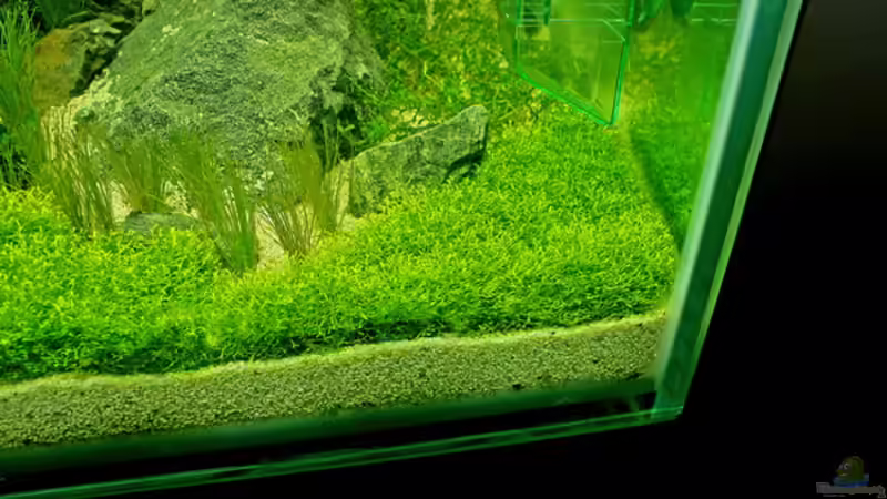 Pflanzen im Aquarium Valley of Rainbows von Rick James (13)