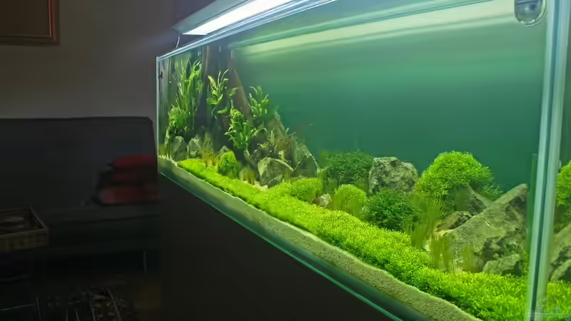 Pflanzen im Aquarium Valley of Rainbows von Rick James (14)