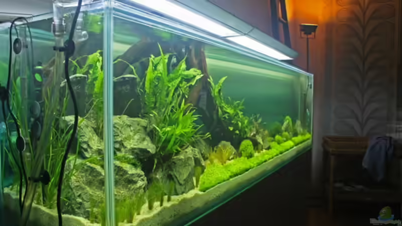 Pflanzen im Aquarium Valley of Rainbows von Rick James (15)