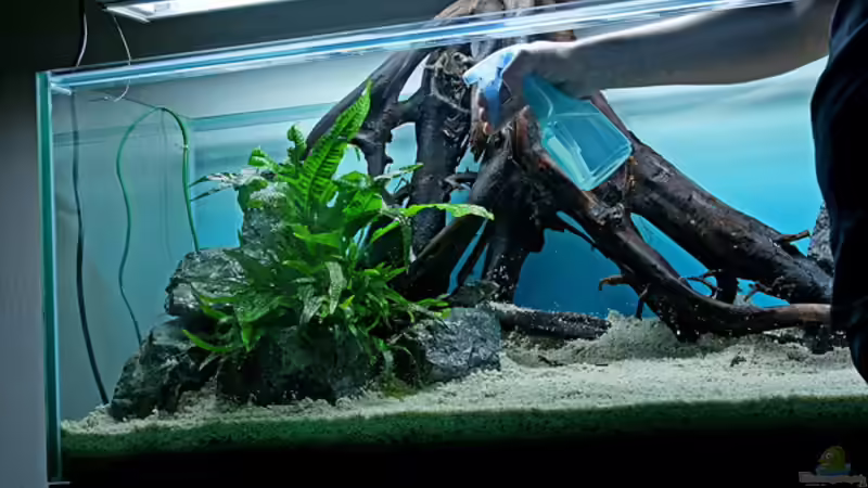 Pflanzen im Aquarium Valley of Rainbows von Rick James (8)