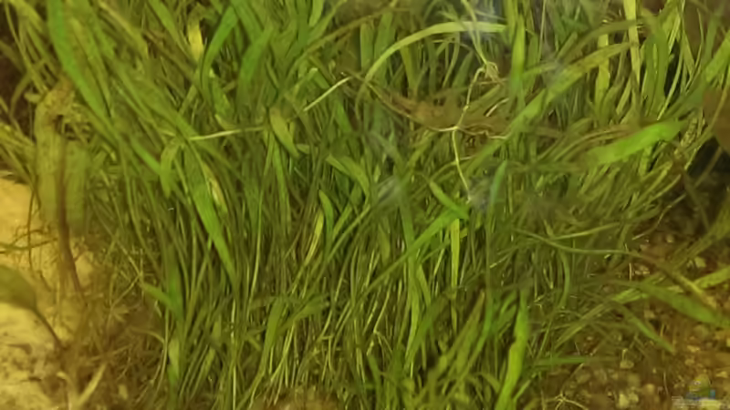 Pflanzen im Aquarium Versuch &quot;die Erste&quot; von acuticeps (6)