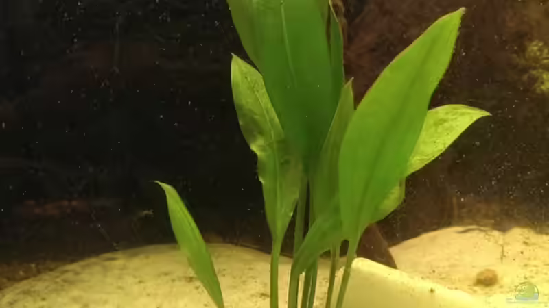 Pflanzen im Aquarium Versuch &quot;die Erste&quot; von acuticeps (7)