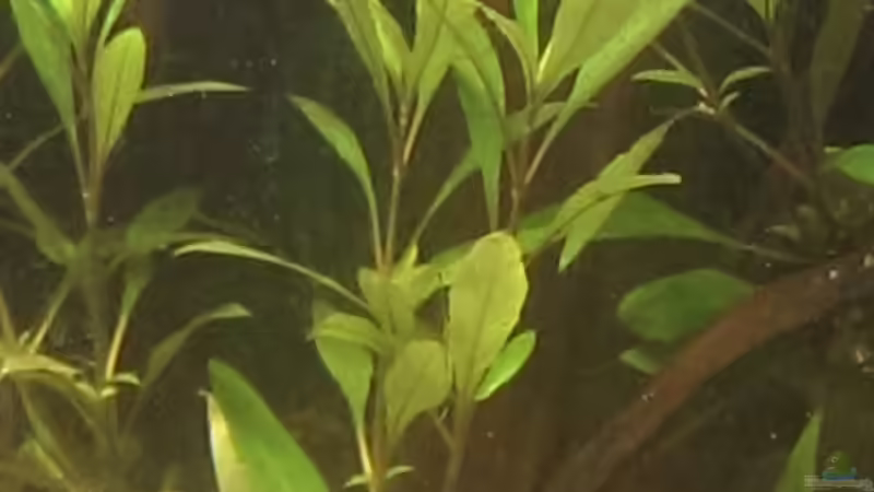 Pflanzen im Aquarium Versuch &quot;die Erste&quot; von acuticeps (8)