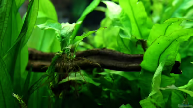 Pflanzen im Aquarium Villa Kunterbunt von Sue (23)